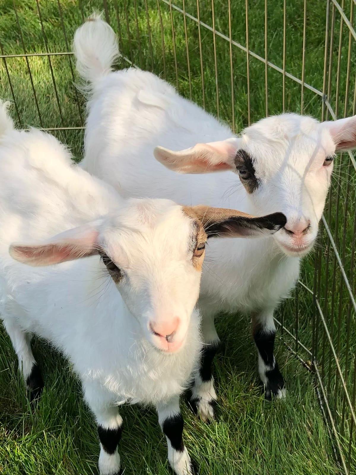 Two white goats with black-tipped ears stand close together in a grassy, fenced area.