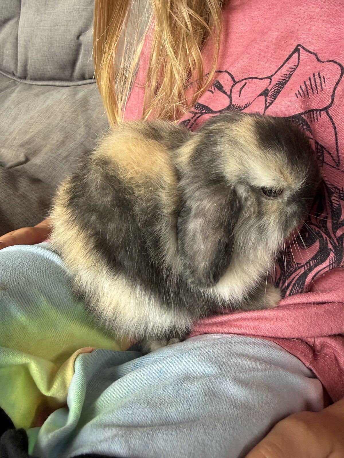 A fluffy gray and tan rabbit rests against a child's shoulder.