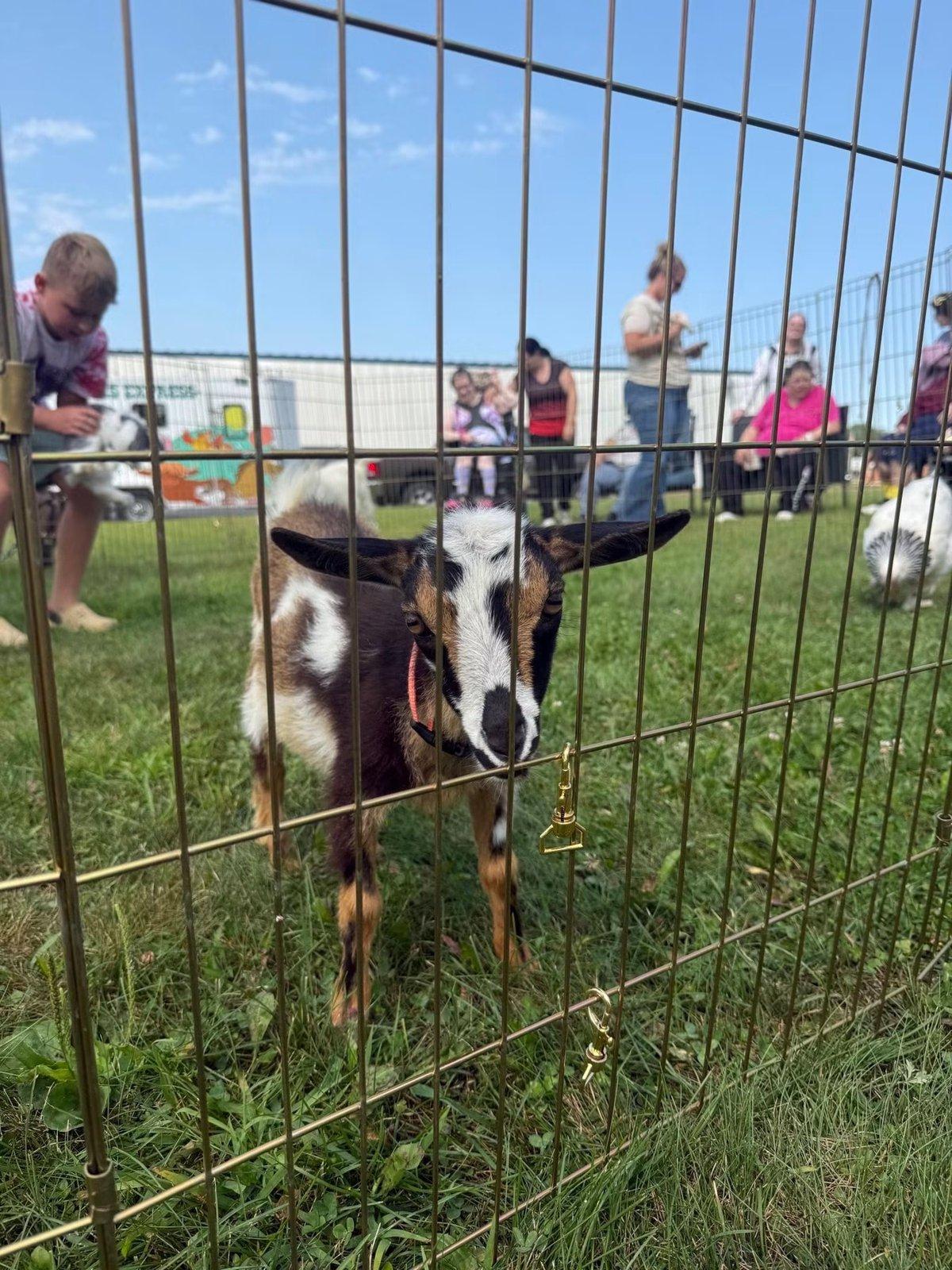 A brown-and-white goat stands in a portable pen with visitors nearby.