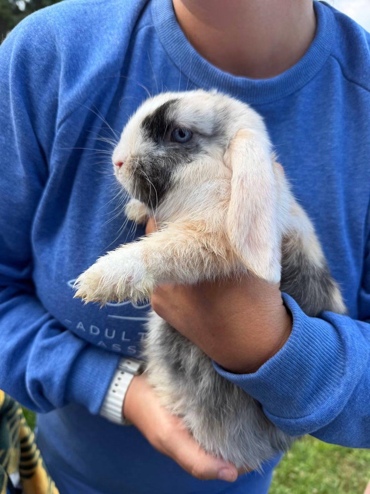 A person cradles a gray and white lop-eared rabbit.