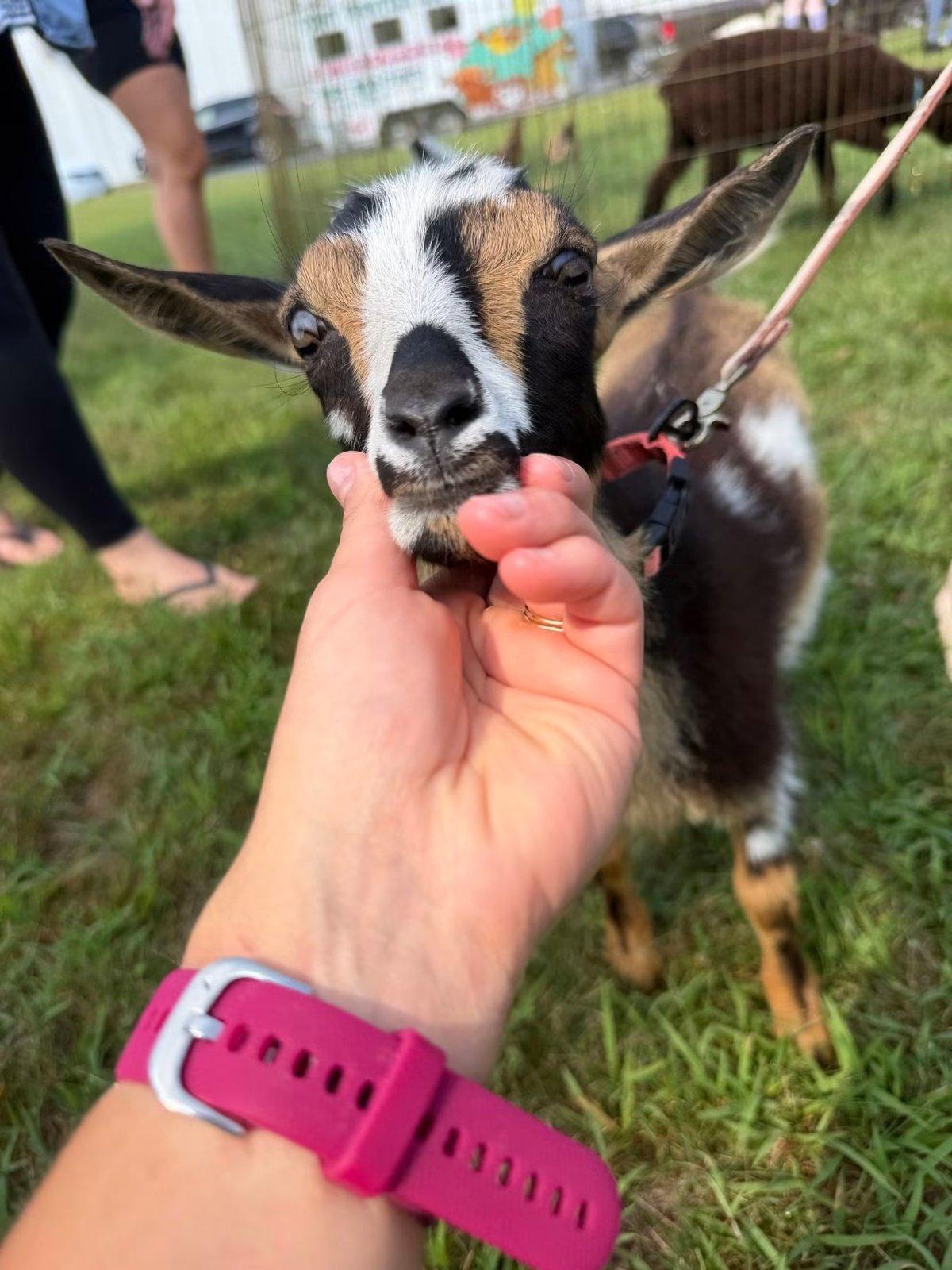 A hand feeds a brown and white goat on a lead.