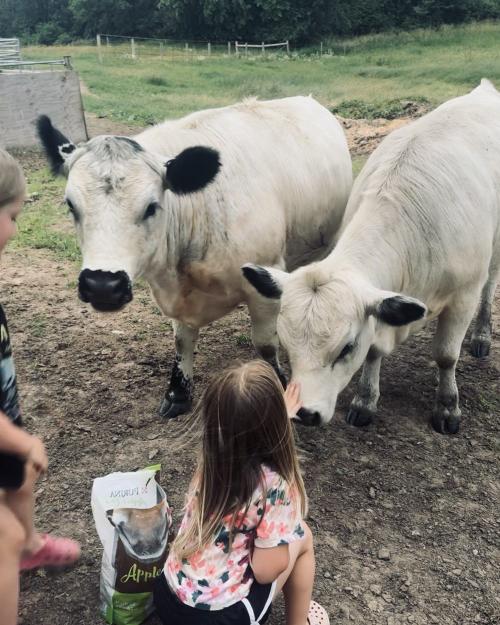Jessica and Tiffany, two mini heifers, nose to nose with a young girl in the pasture.
