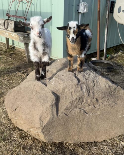 Milo and Coconut, two Nigerian dwarf goat kids, standing together on a large rock.