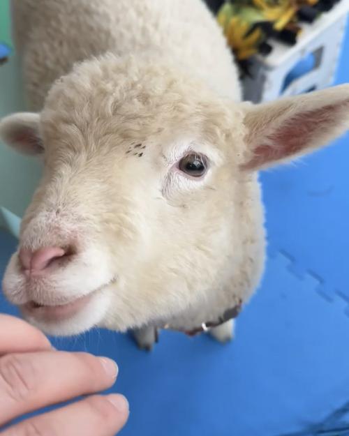 Sammy, a cream-colored bottle-baby lamb, leaning in close for attention.
