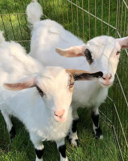 Sparkles and Barbie, two white fainting goat sisters, standing close together in their pen.