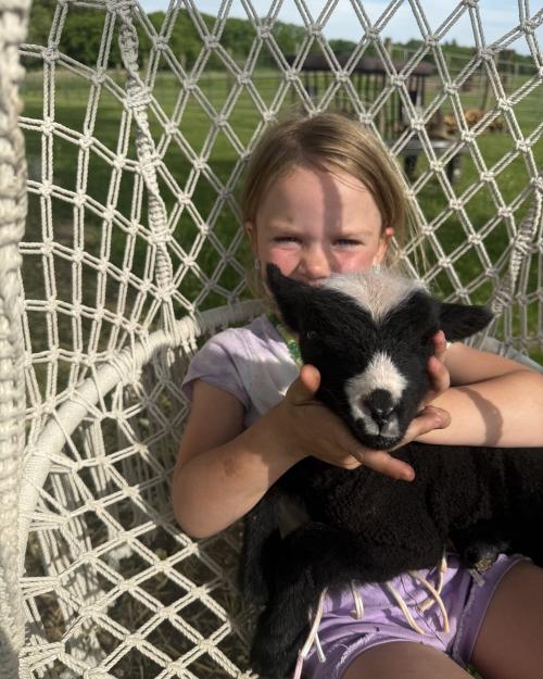 Sugar, a black bottle-baby lamb, held close by a young girl.