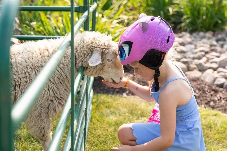 A young guest feeding a sheep through the petting zoo fence