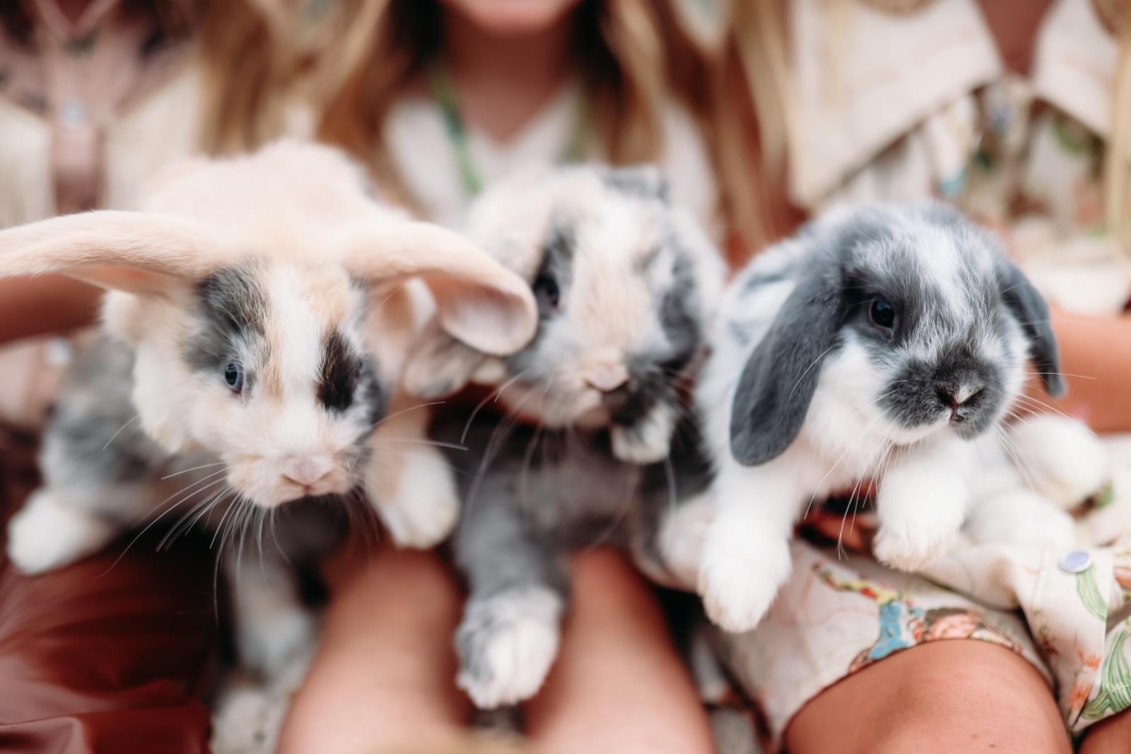 A person holds three young rabbits close to the camera, colored cream, gray-and-white, and gray with white paws.