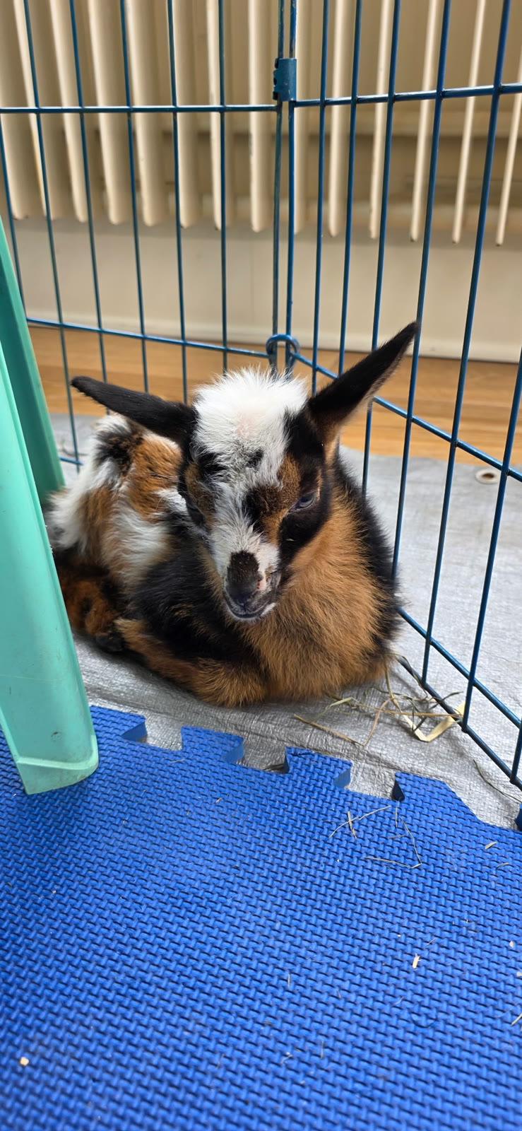 A young brown, black, and white goat lies on a tarp inside a wire pen indoors.