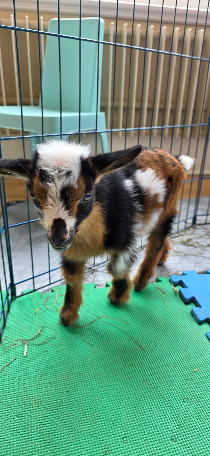 A young brown, black, and white goat stands on a green mat inside a wire pen indoors.