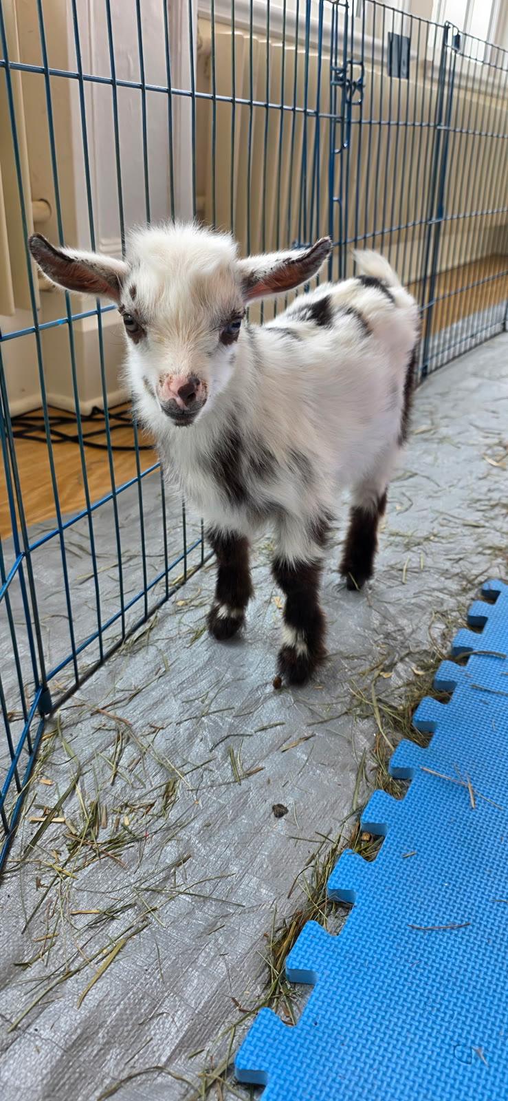 A young white and tan goat with dark leg markings stands on green flooring inside a wire pen.