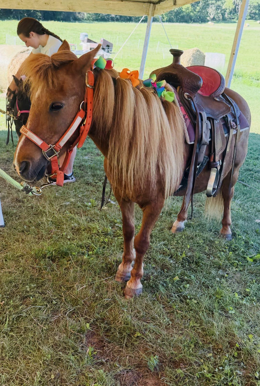 The pony Bam Bam, saddled and decorated with colorful ribbons in its mane, stands under a tent near hay bales in a field.