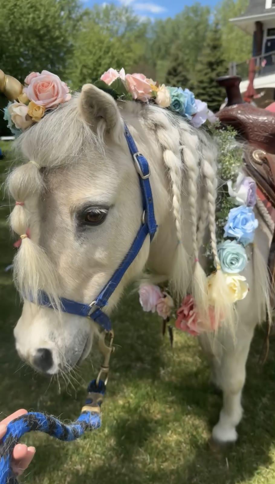 A pony's head and neck are decorated with a braided mane and pastel flowers, wearing a saddle, in a backyard.