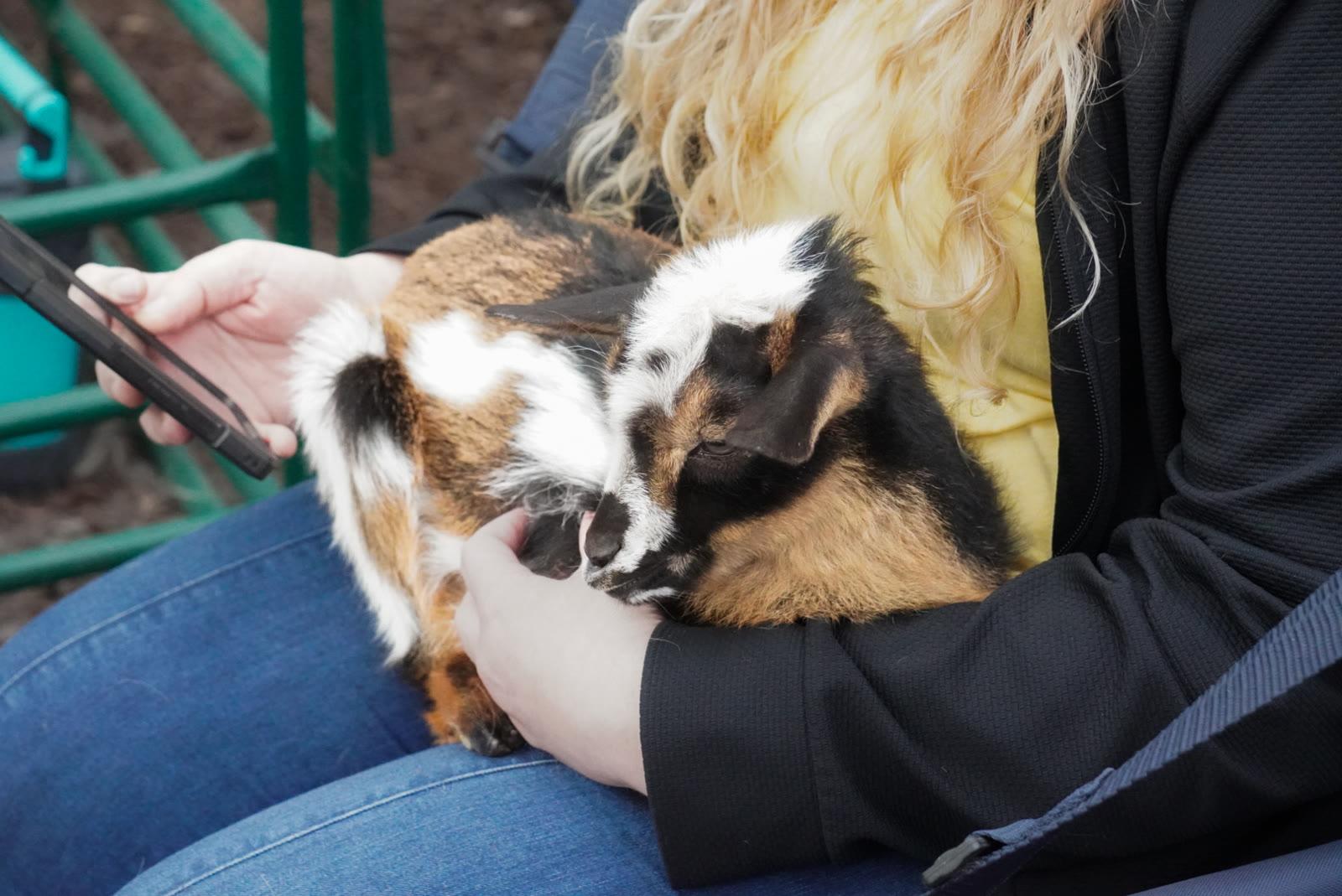 A young goat rests in a woman's lap outdoors while she holds a phone.