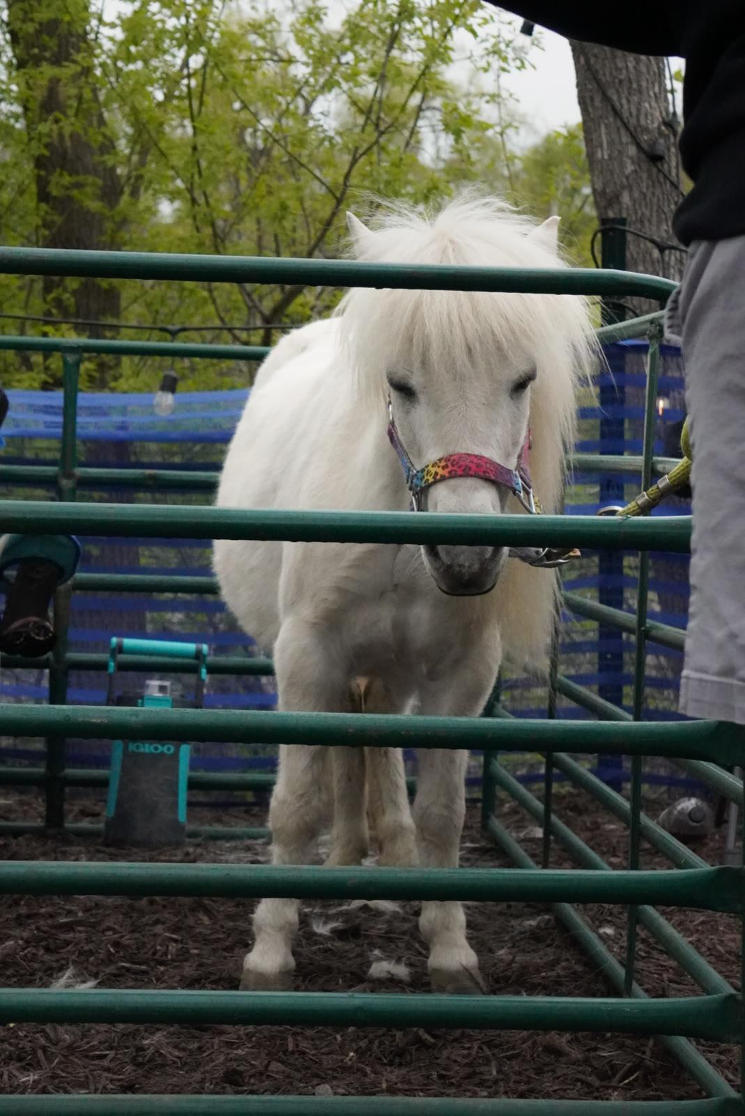 A white pony with a colorful halter stands behind a green metal pen in a wooded outdoor area.