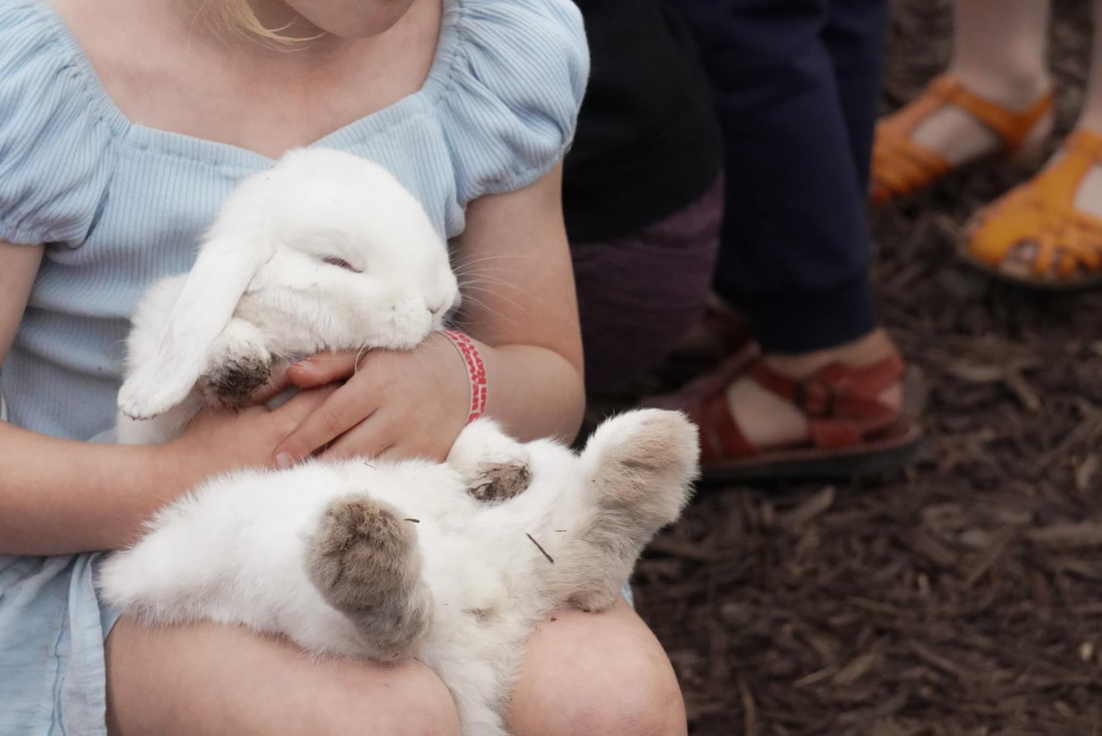 A girl holds two white rabbits on her lap outdoors, with other children's feet visible nearby.