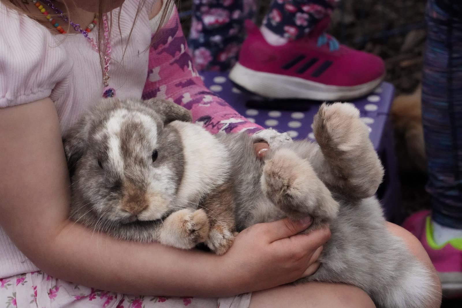 A girl in a pink dress holds a gray and white rabbit on her lap outdoors.