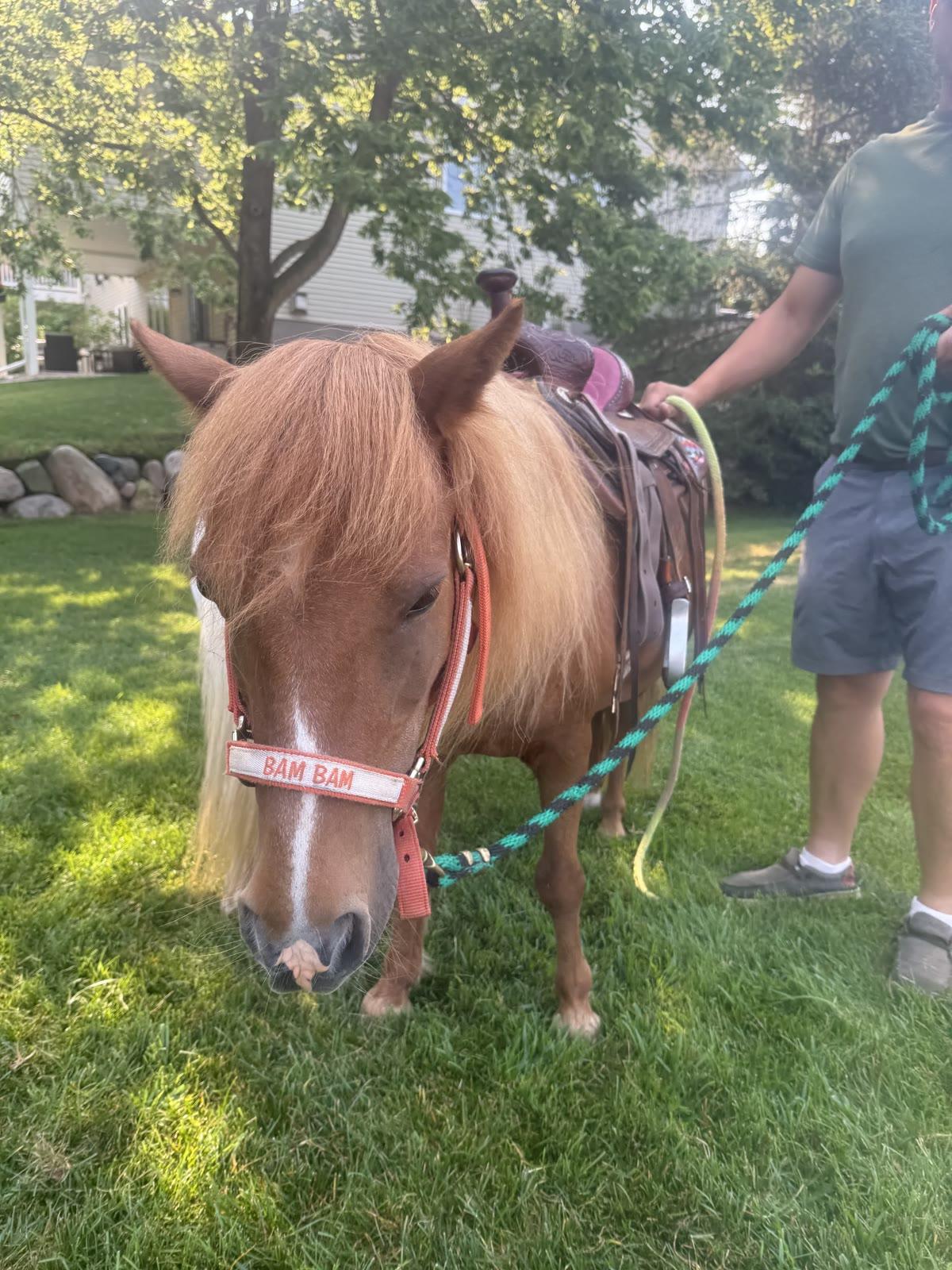 The pony Bam Bam, saddled, stands in a landscaped backyard while a person holds its lead rope.