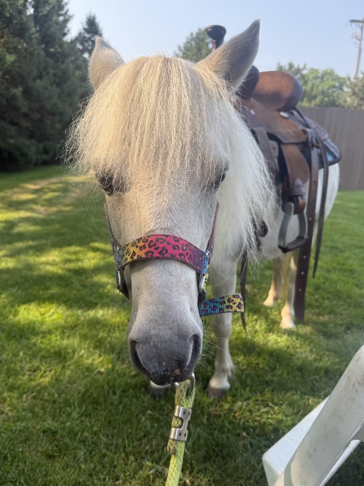 A white pony wearing a leopard-print halter and saddle stands in a backyard near a wood fence.