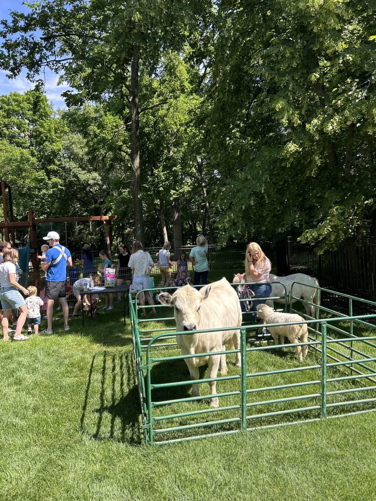 A fenced pen holding a light-colored calf and a lamb sits on a lawn near a backyard playset, with adults and children gathered nearby.