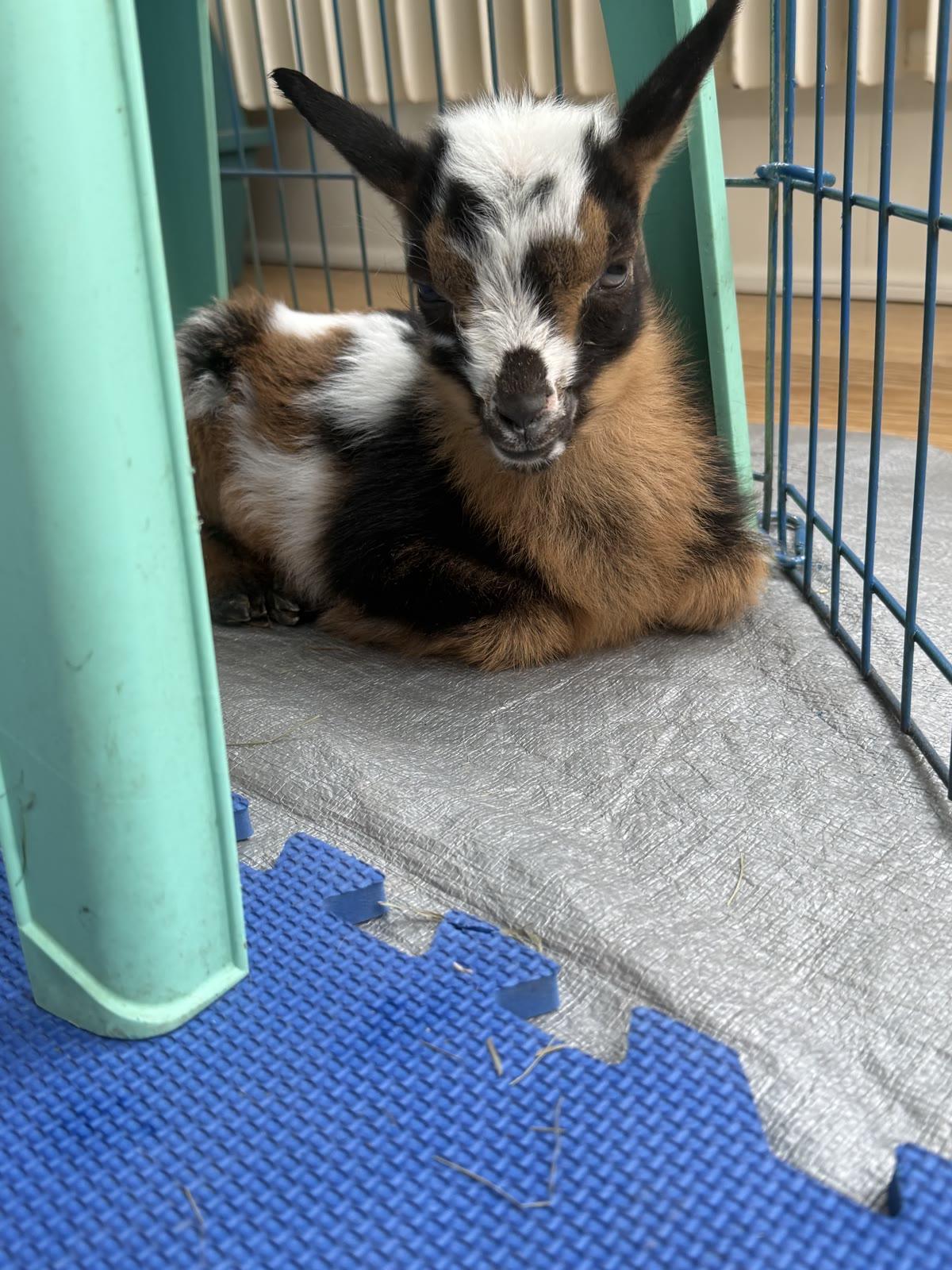 A close-up of a black, white, and tan baby goat lying on a tarp inside a wire pen, looking toward the camera.
