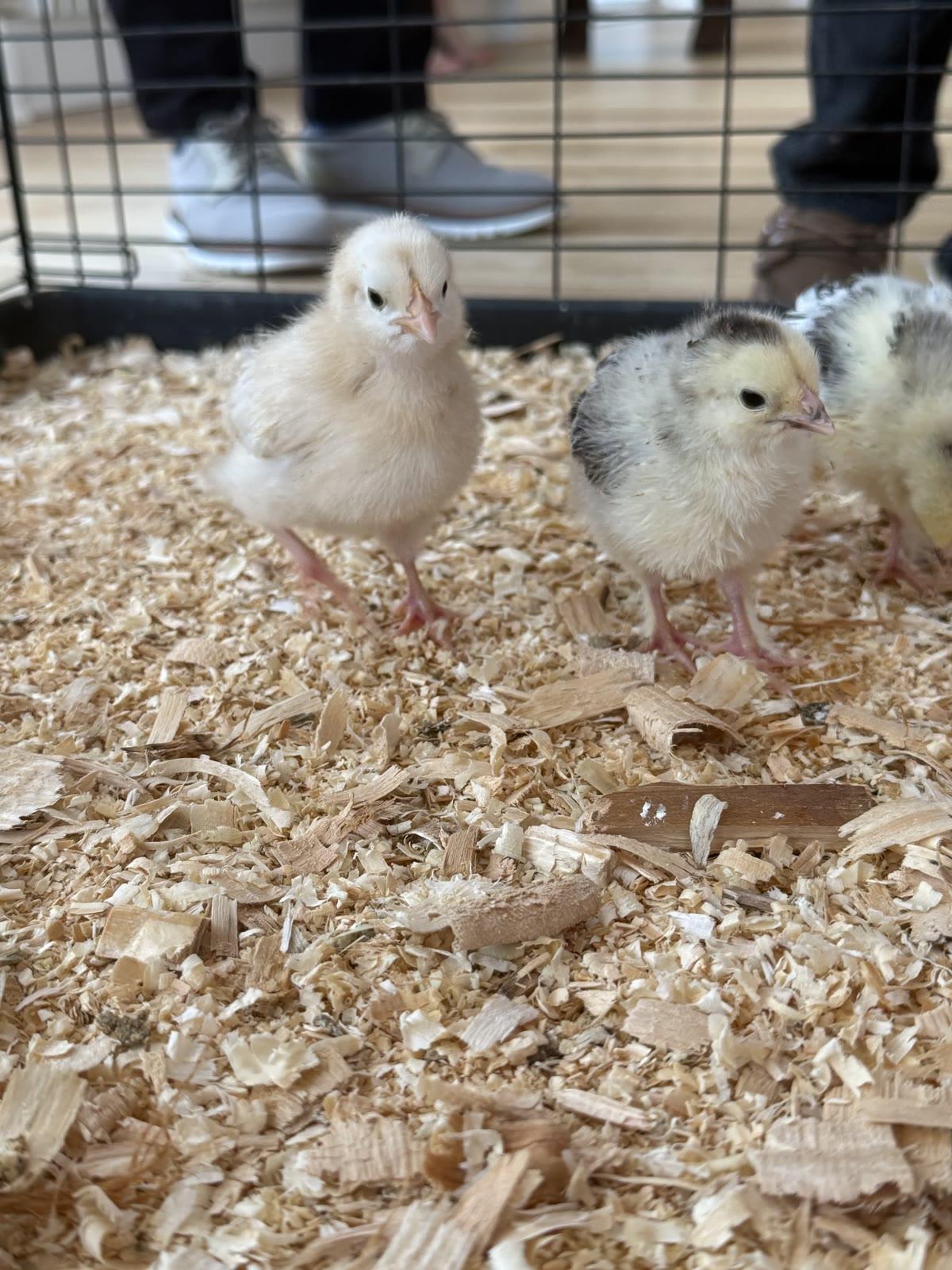 Several fluffy baby chicks stand on wood-shaving bedding inside a wire pen.