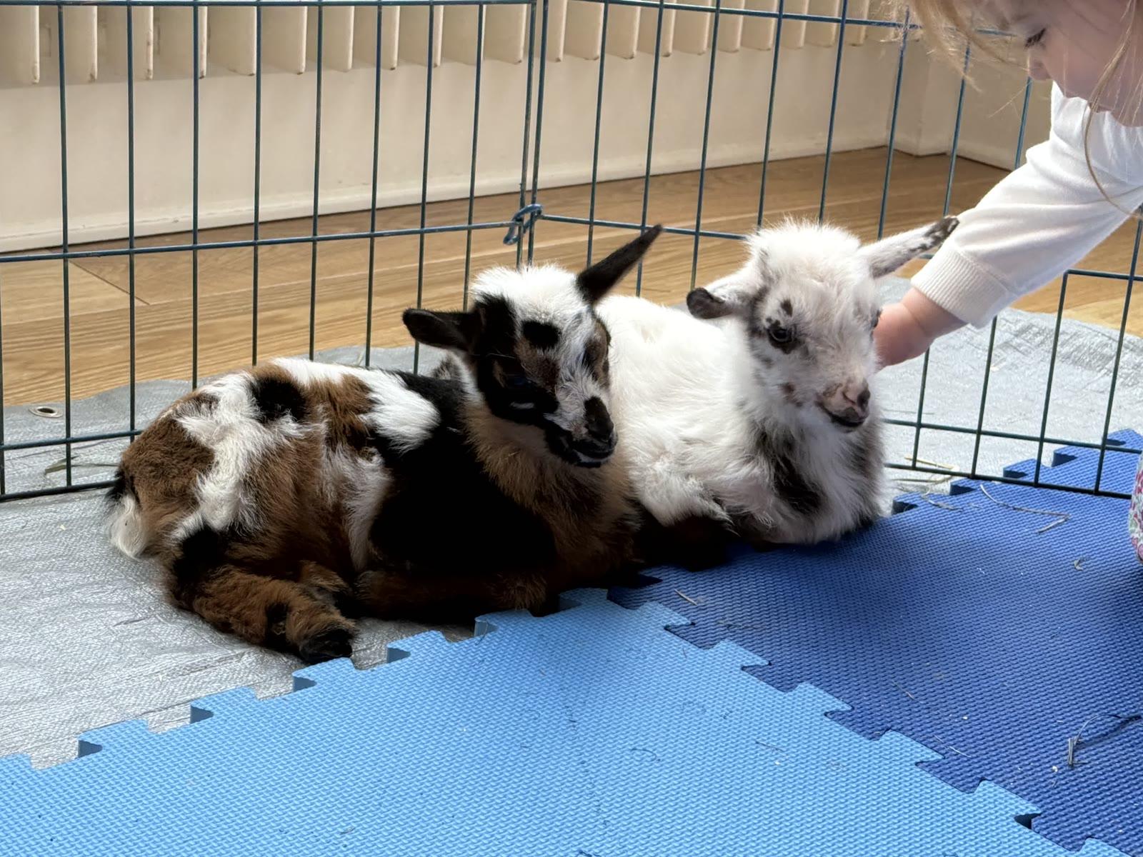 A child's hand reaches into a pen to pet two baby goats, one brown-and-white and one white, lying together on a tarp.