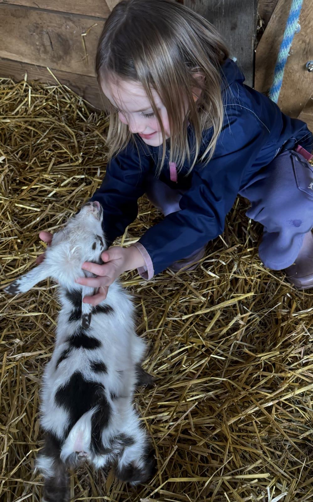 A child in a barn kneels on straw petting a black-and-white spotted baby goat.