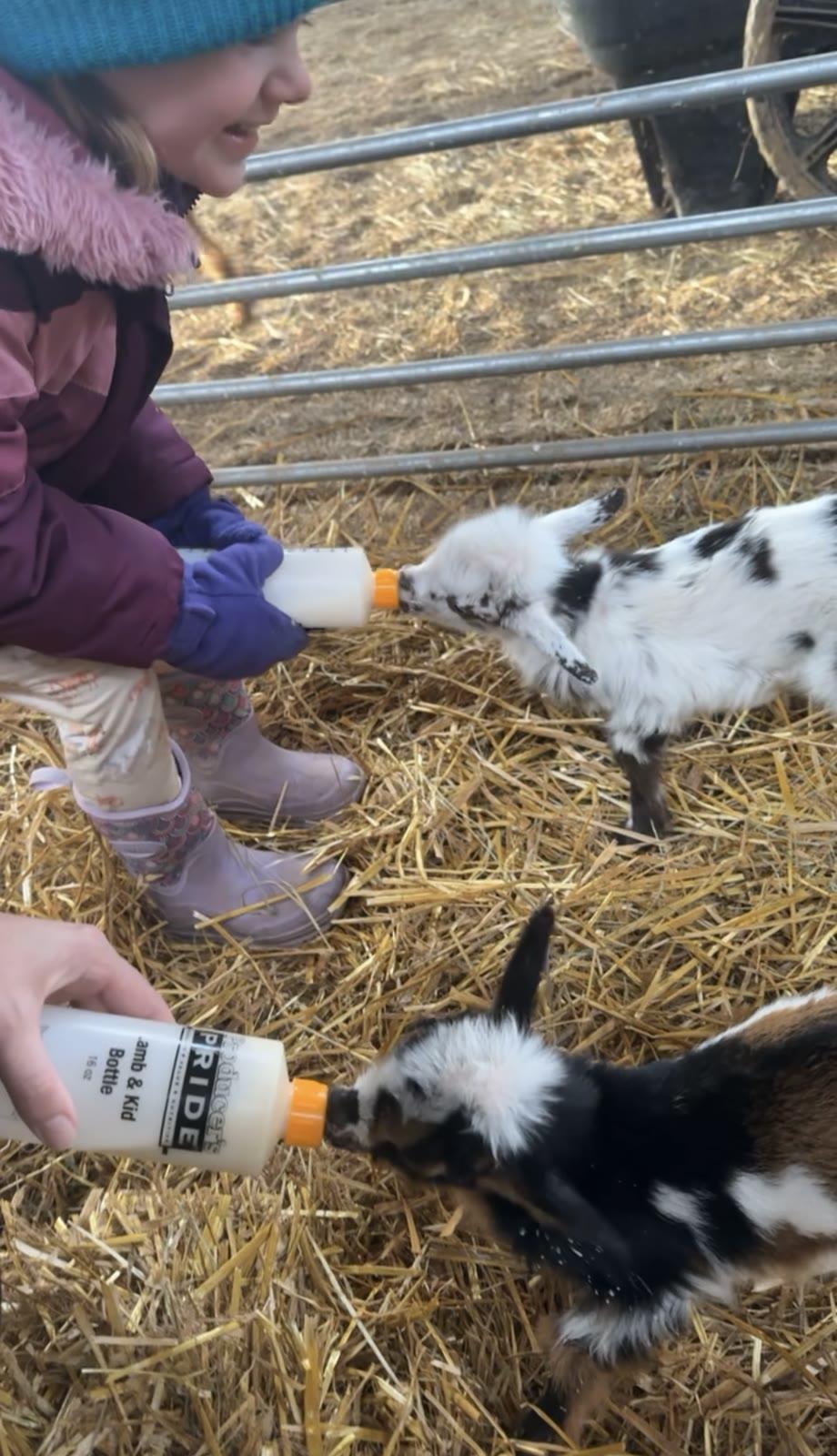 A child in winter gear bottle-feeds two black-and-white baby goats through a metal fence.