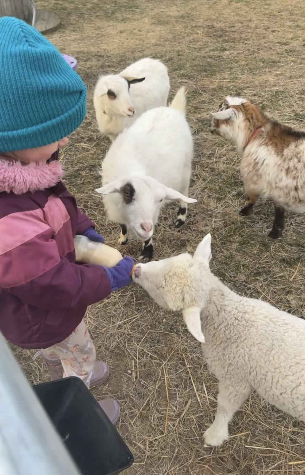 A child bottle-feeds young goats and a lamb in an outdoor pen with more goats gathered around.