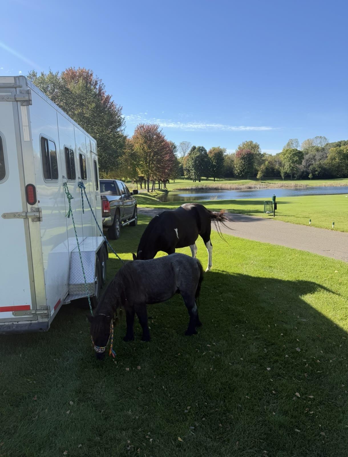 Two dark ponies graze on grass beside a horse trailer and truck near a pond.