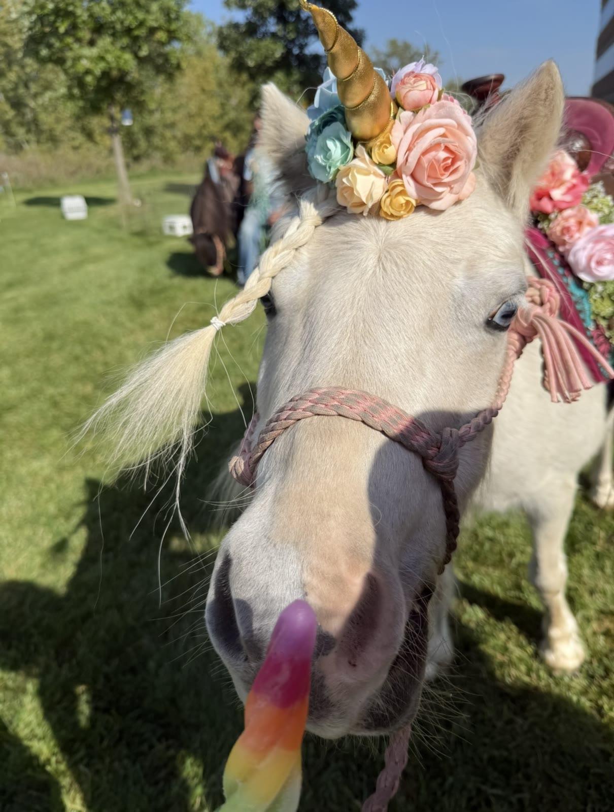 Close-up of a white pony wearing a unicorn horn and flower crown with its tongue out holding a popsicle.