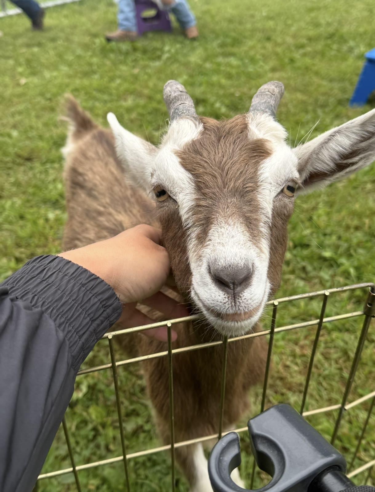 A hand pets a brown and white goat's chin through a wire fence.