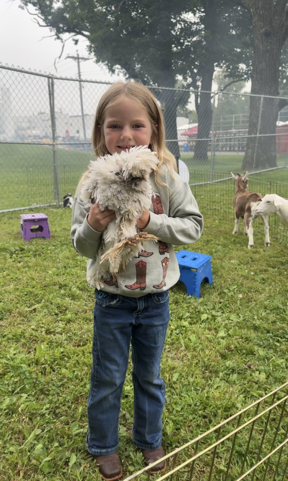 A child holds a fluffy white and black chicken inside a chain-link pen in an outdoor pen.