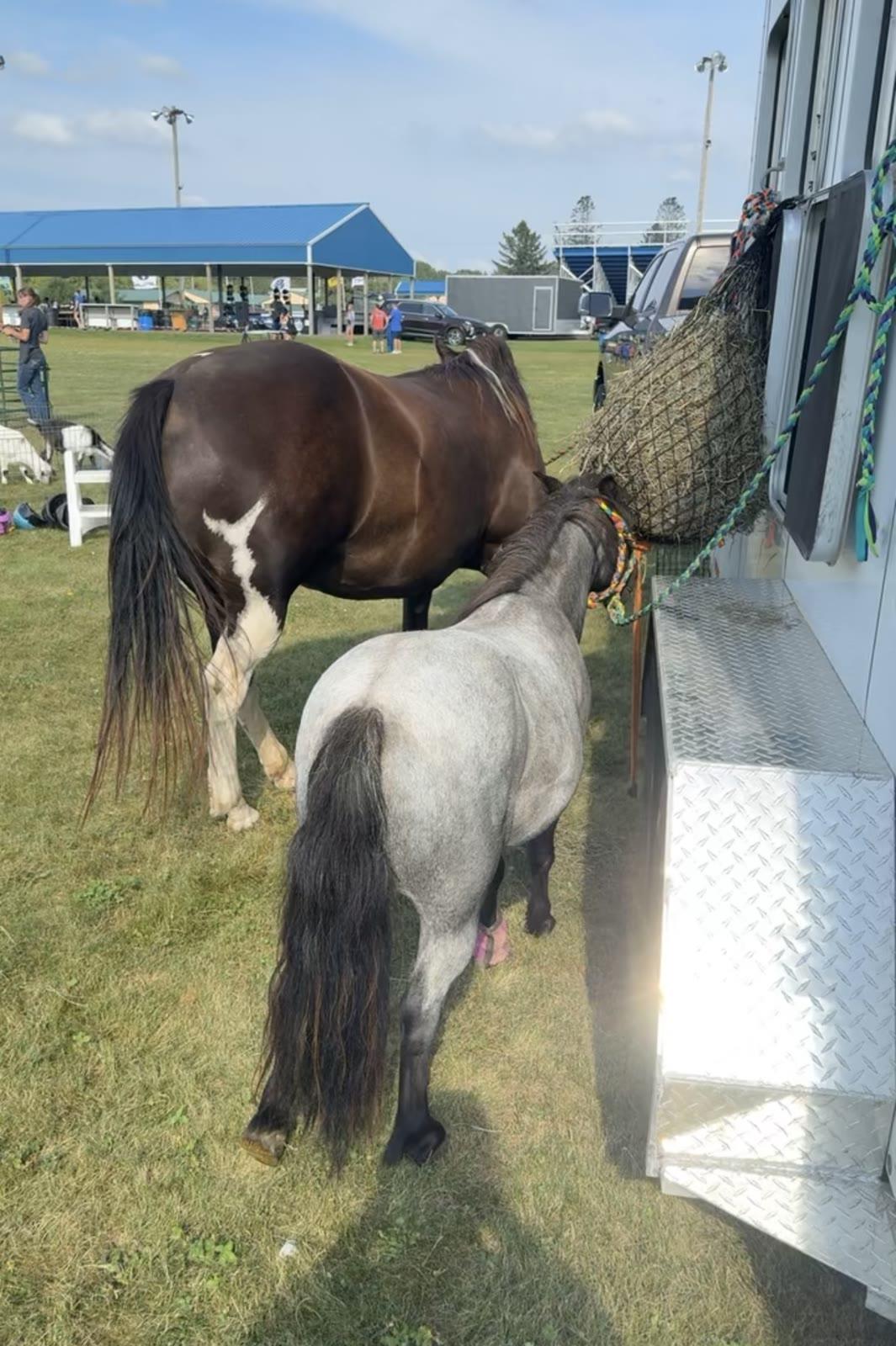Two ponies eat hay from a net attached to a trailer with a grandstand in the background.