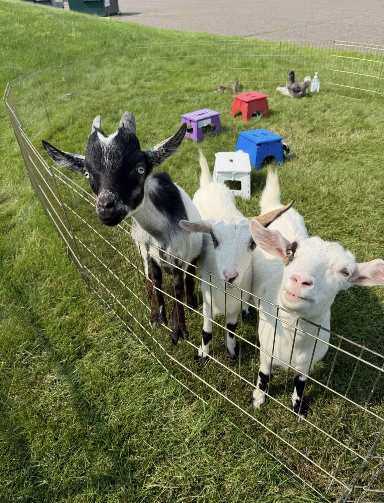 Three goats poke their heads through a wire fence panel in a grassy pen with colorful step stools.