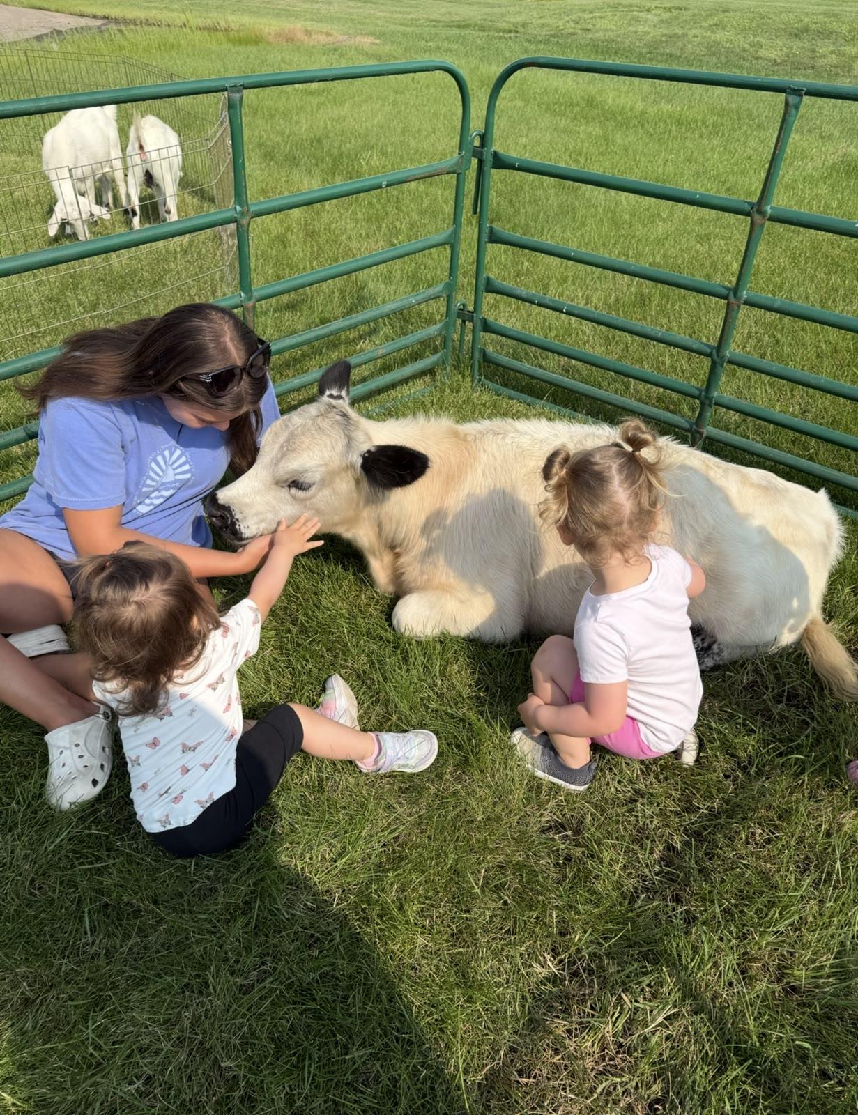 A woman and two children pet a cream-colored calf lying in a fenced grassy pen.
