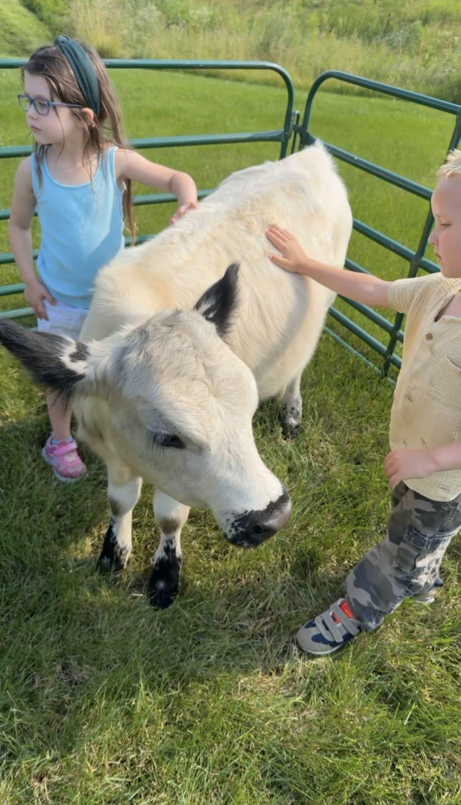 Two children pet a small white calf standing in a fenced grassy pen.