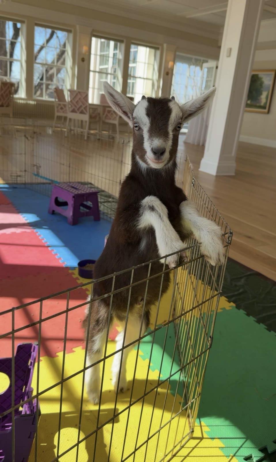 A baby goat stands on its hind legs against a wire exercise pen indoors, in a room with colorful foam floor mats and a wood-floored great room behind it.