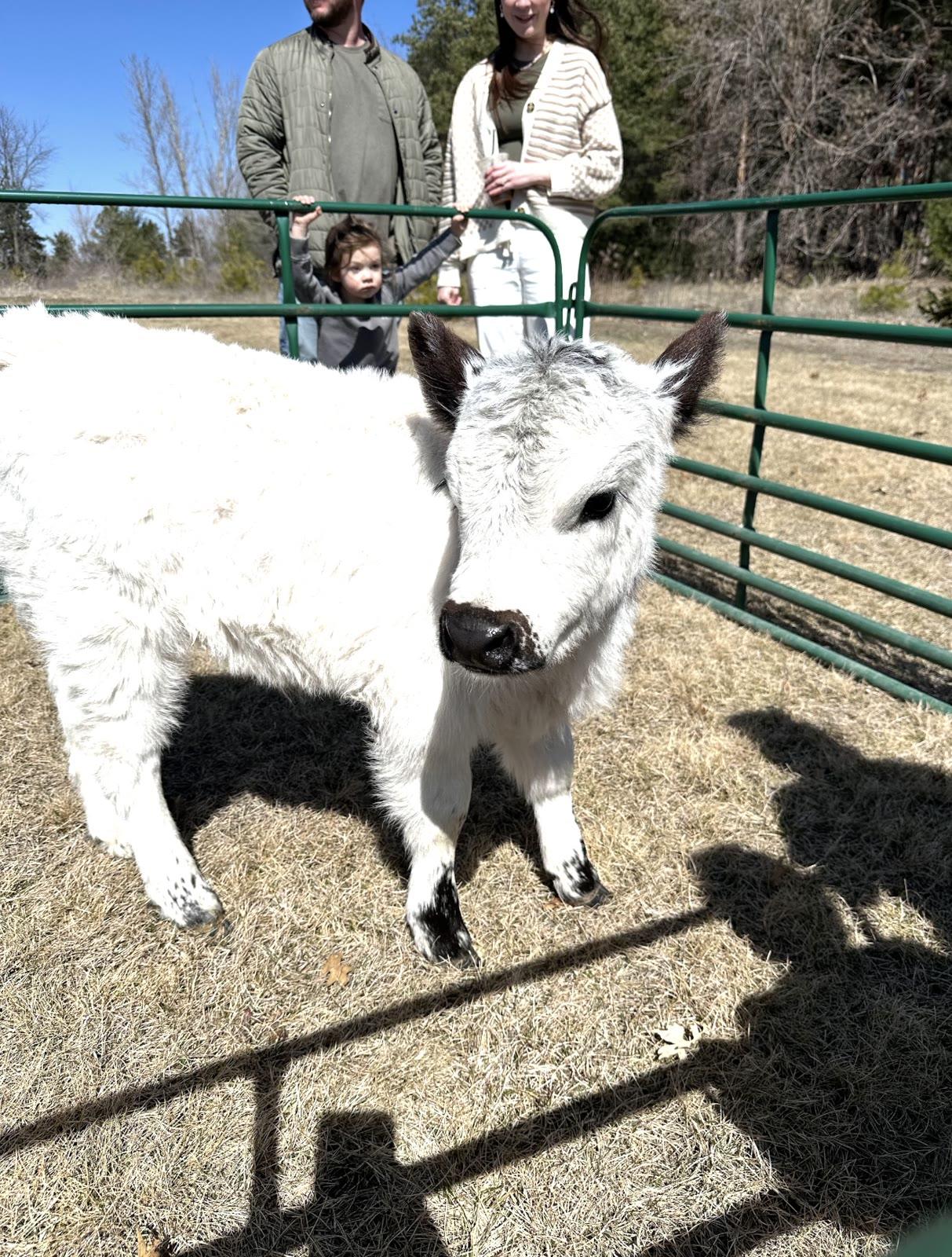 A white miniature cow with black ears and nose stands close to the camera inside a metal pen, with a man, woman, and toddler visible behind the fence.