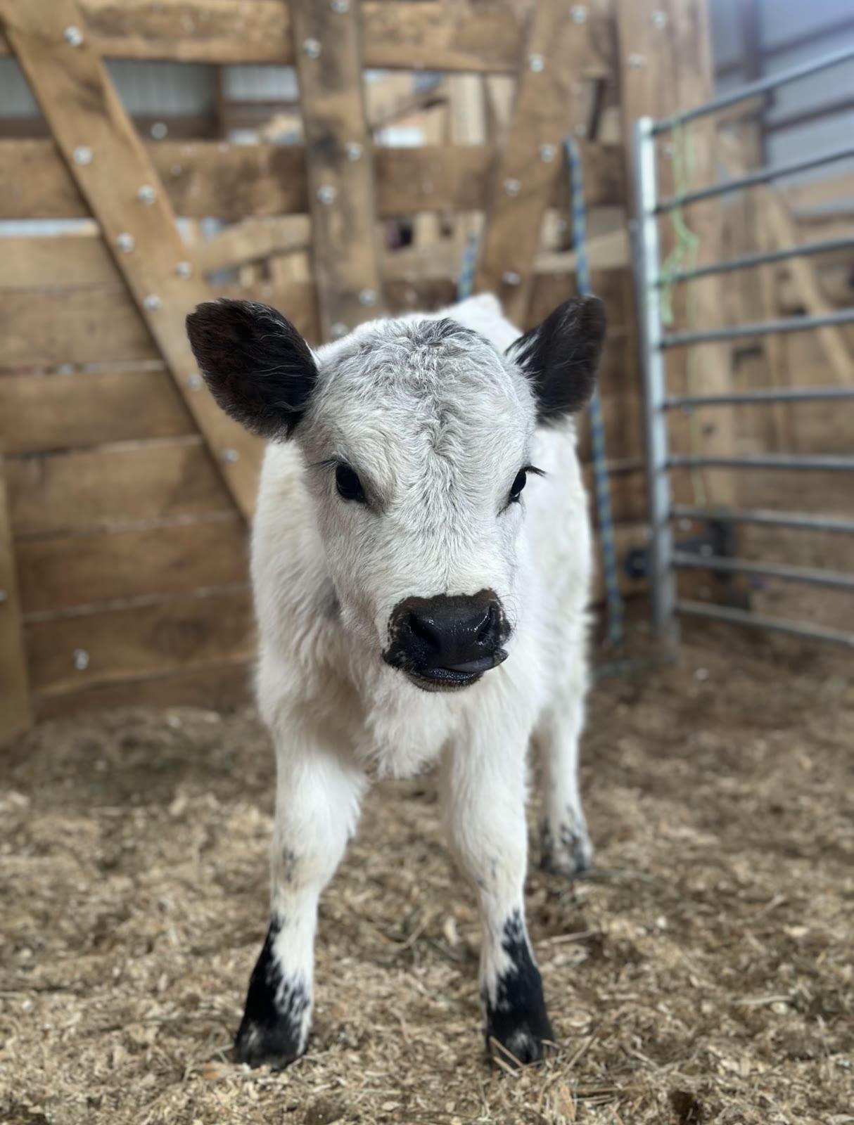 A white calf with black-tipped ears faces the camera head-on inside a wooden barn stall with a metal gate visible to the side.