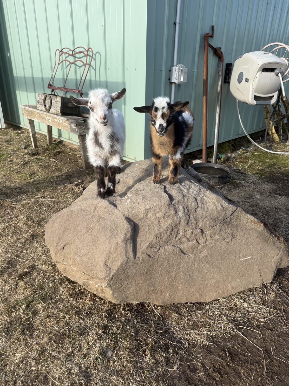 Two baby goats, one white and one black-and-tan, stand together on a large boulder outside a green metal building.