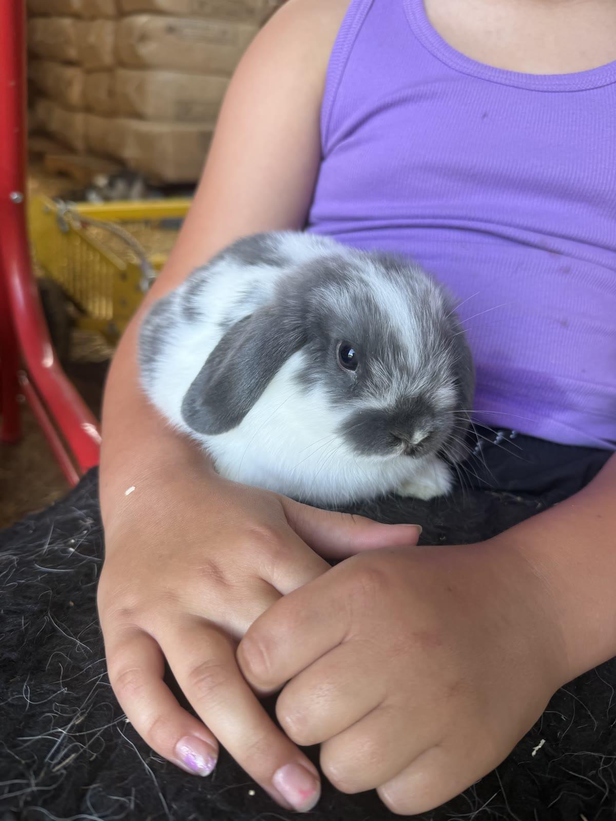 Close-up of a gray-and-white lop-eared rabbit held against a child's purple shirt.