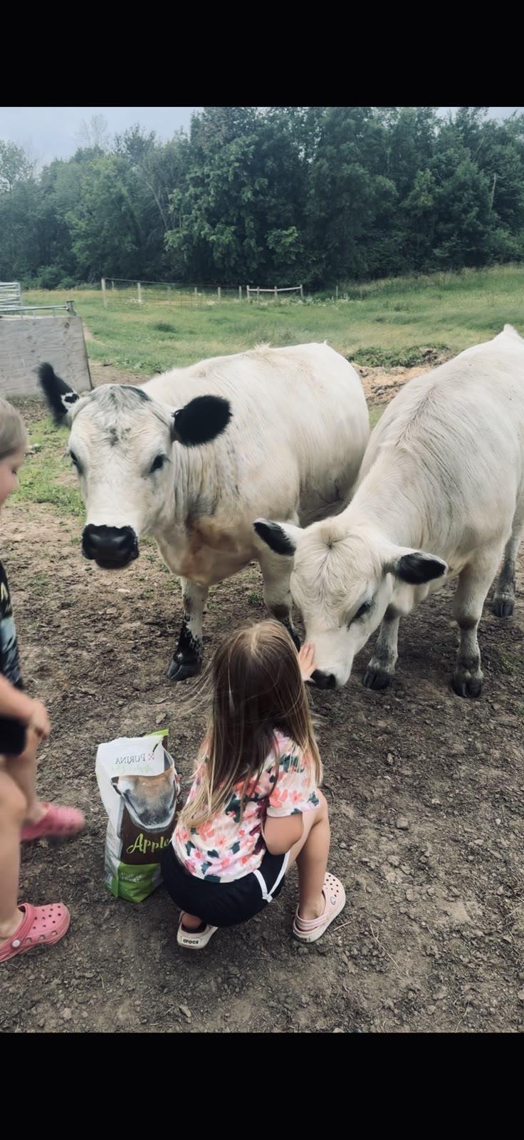 A girl crouches to feed two white miniature cows with black ears from a bag of Purina treats in a grassy pasture.