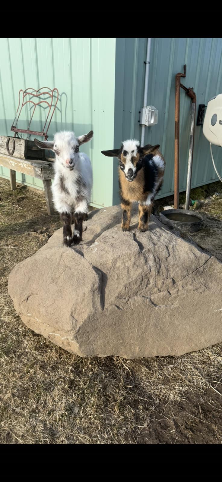 A white goat and a black-and-tan goat stand together on a large boulder outside a green metal building.