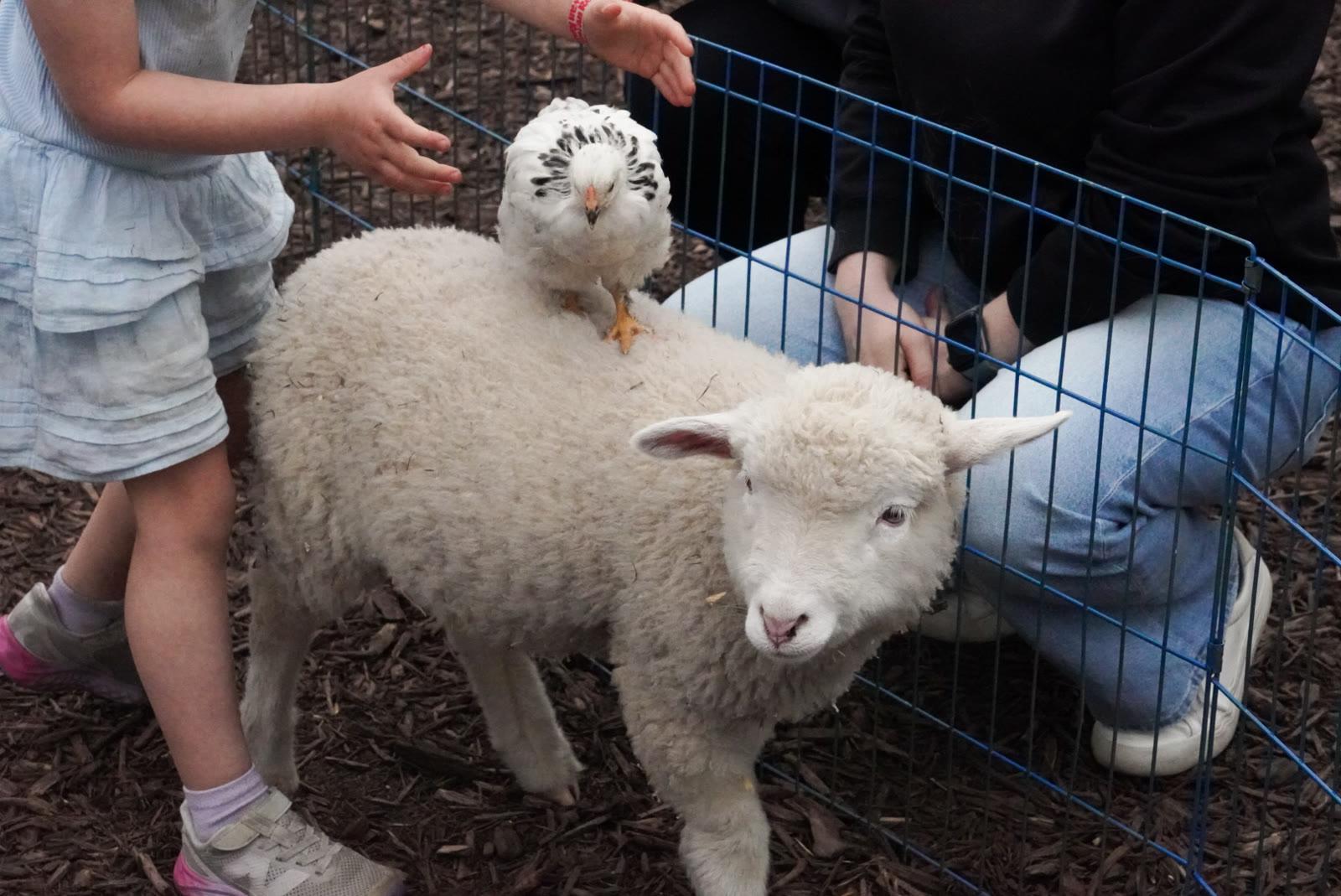 A white chicken perches on the back of a lamb while two children reach out to pet it inside a wire pen.