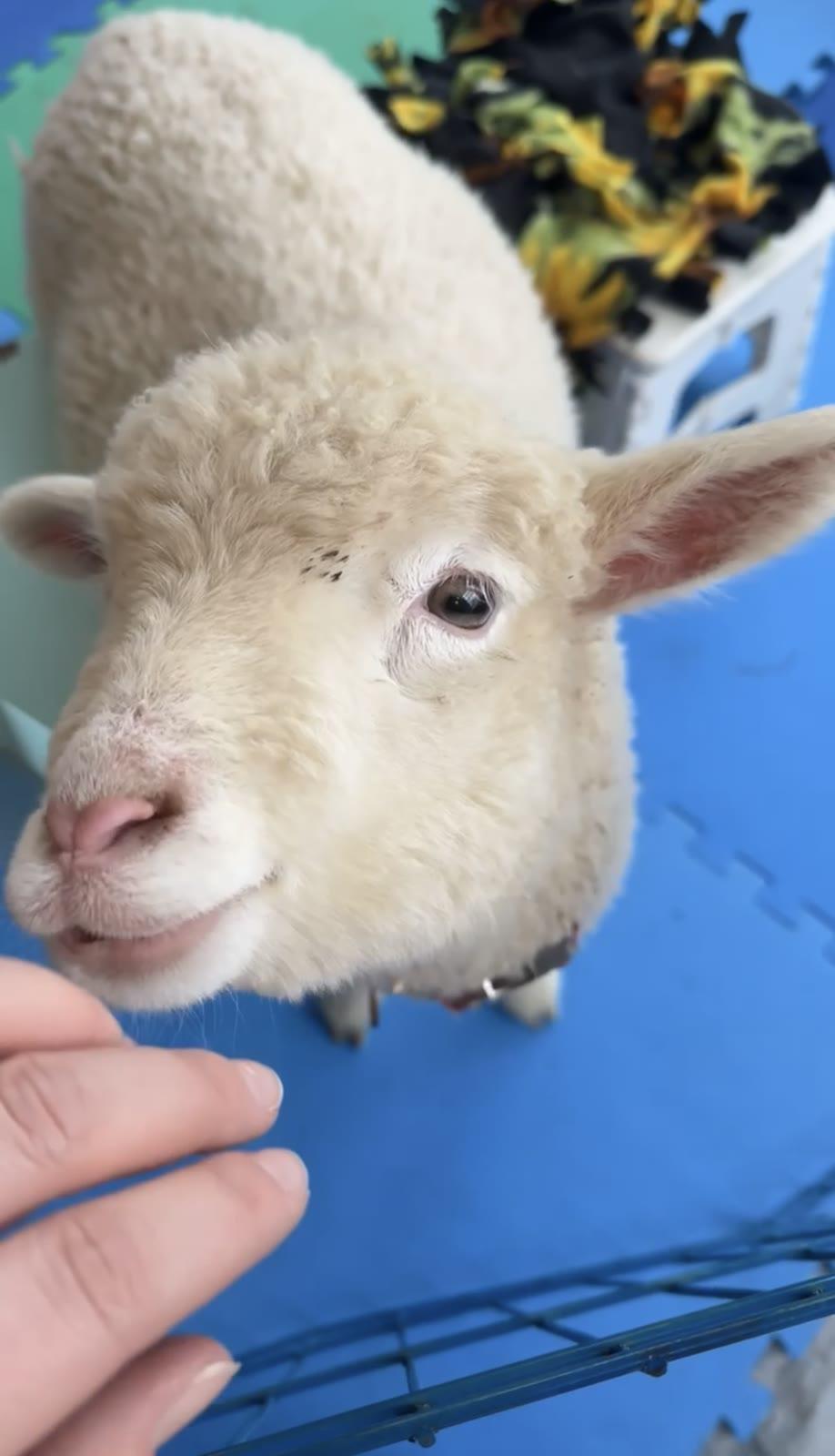 Close-up of a lamb's face looking up at the camera indoors on a blue mat, with a hand reaching toward its mouth.