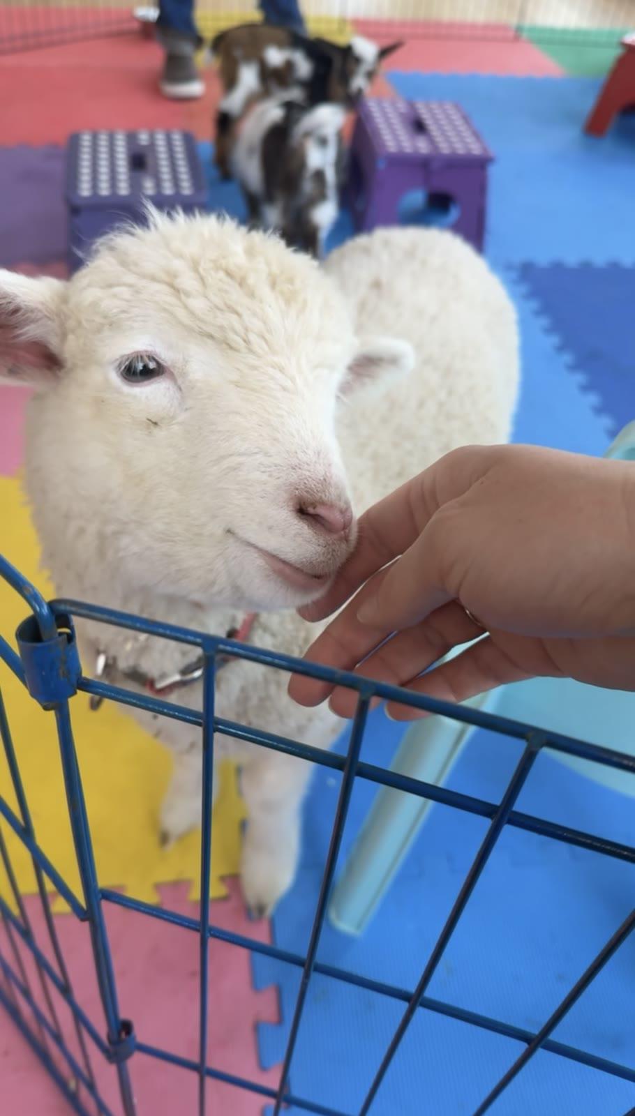 Close-up of a lamb being petted on the cheek indoors on a colorful foam mat, with a small goat visible in the background.