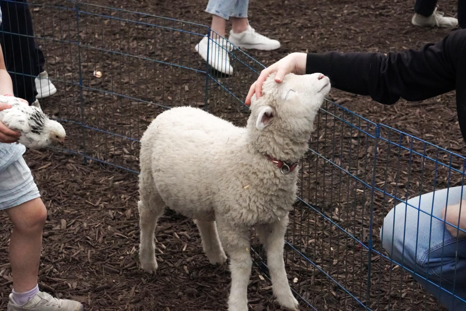 A lamb looks up while a person pets its head inside a wire pen on wood-chip ground, with a chicken held nearby and children's legs visible.