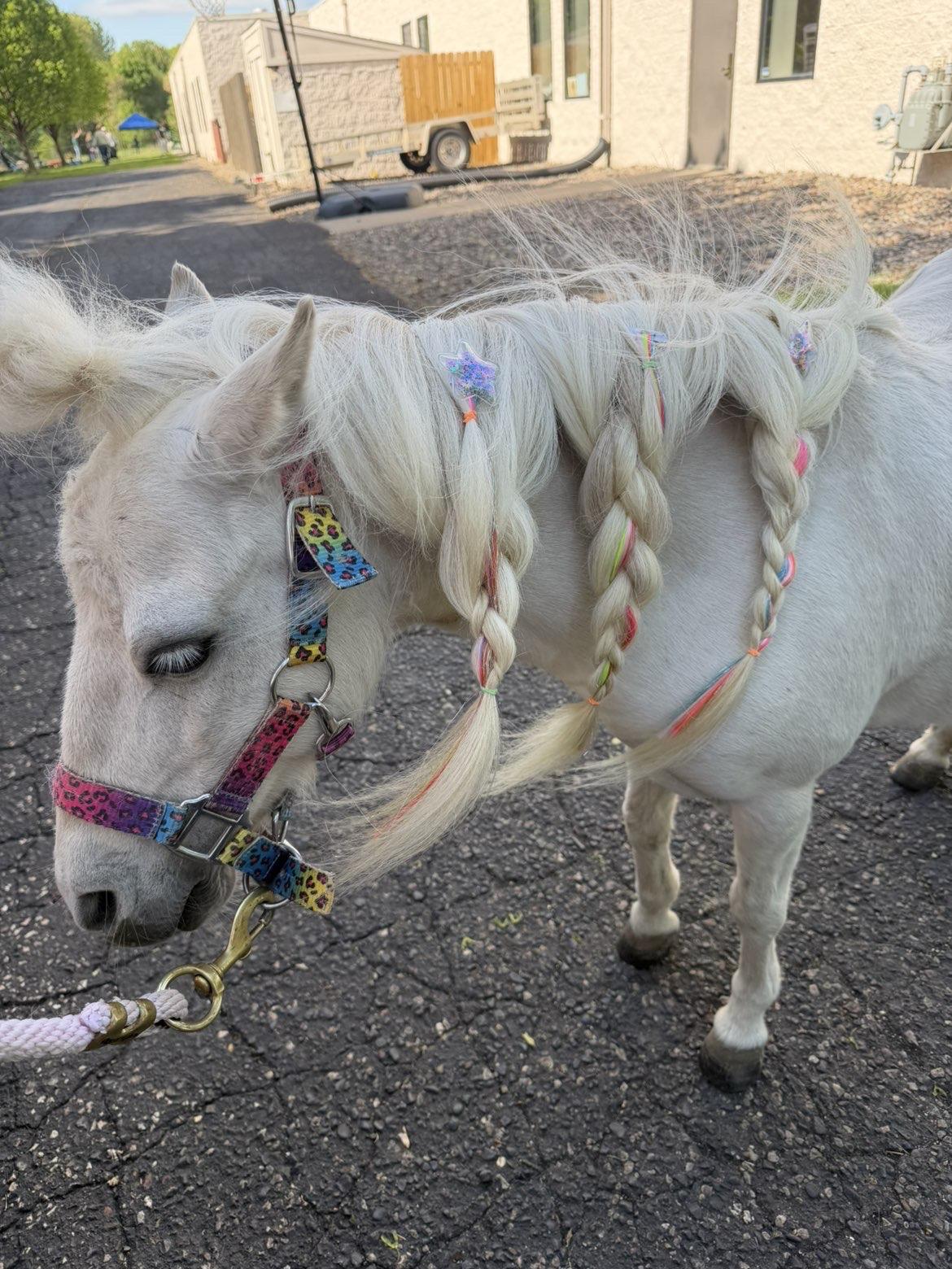 Rear view of a white pony named Tinker Bell with its mane braided and clipped with colorful accessories, standing on a paved lot near a building.